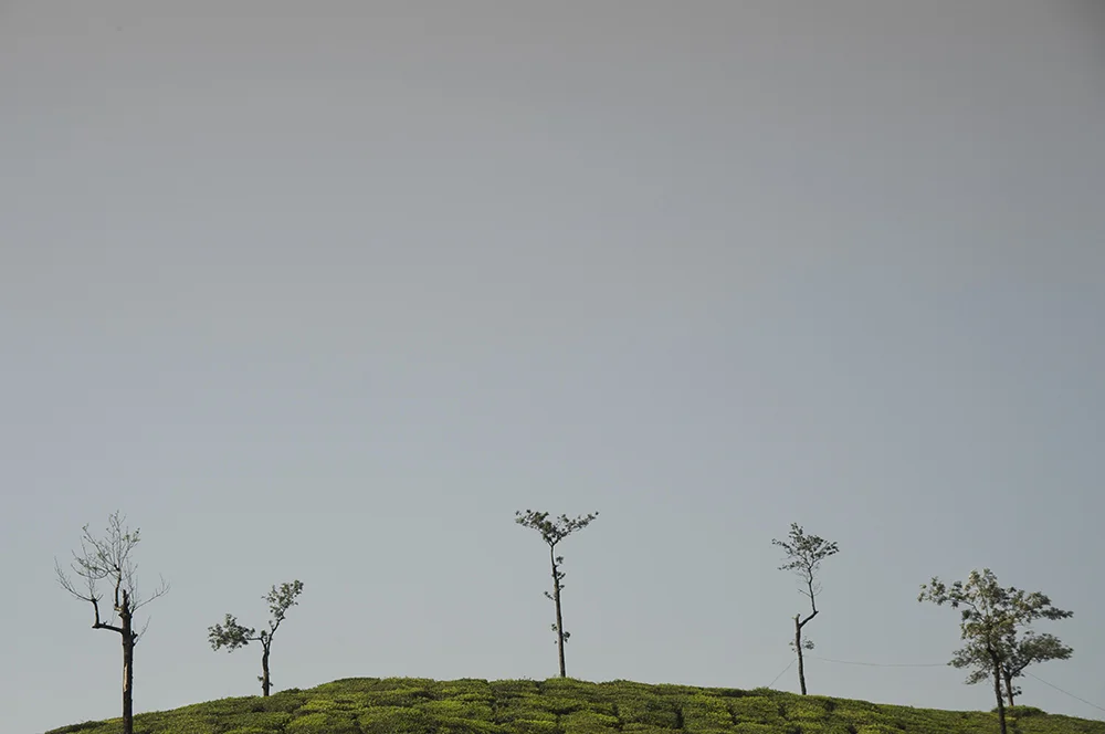 teafields.jpg