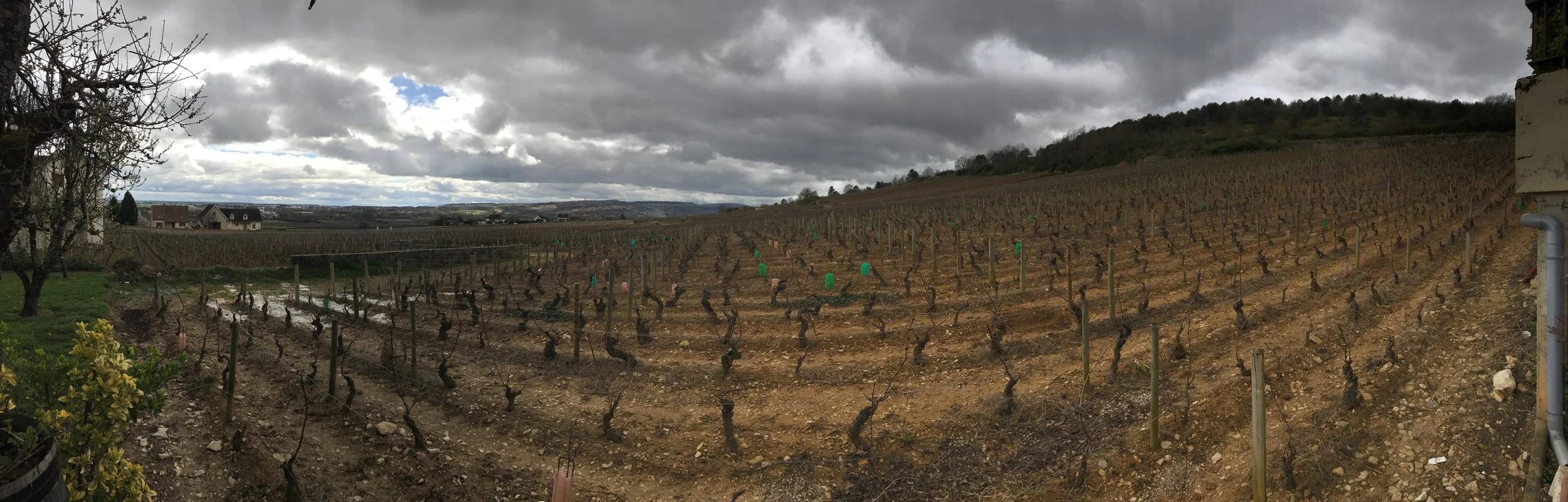 Chassagne Montrachet - Caillerets.JPG