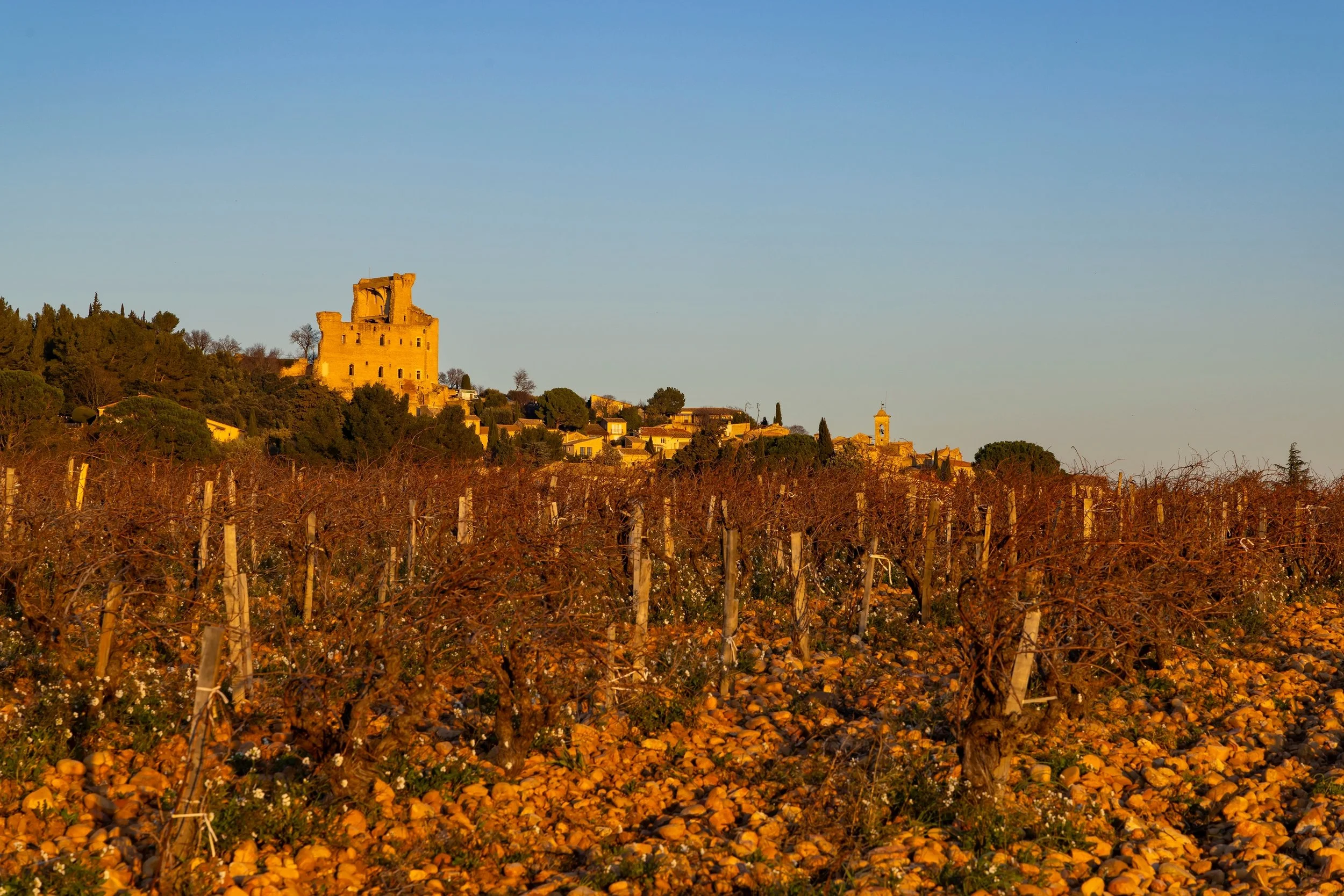 CDP Rhone Vineyard Fall 26.jpg