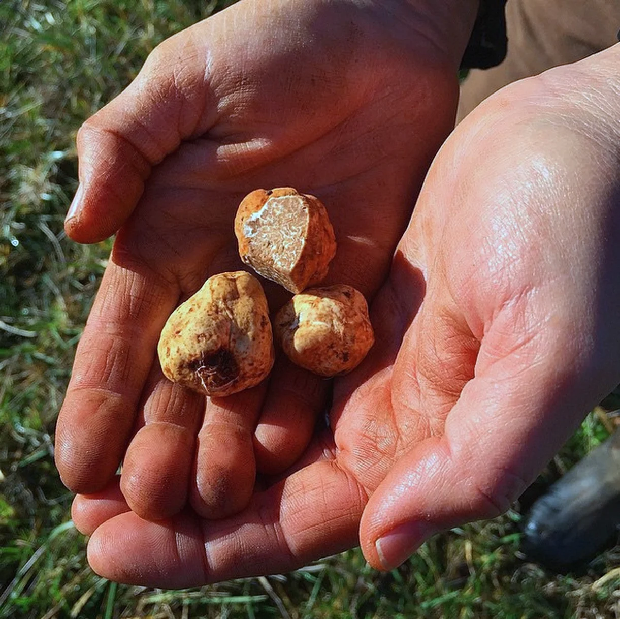 5 Things You Didn't Know About Truffles