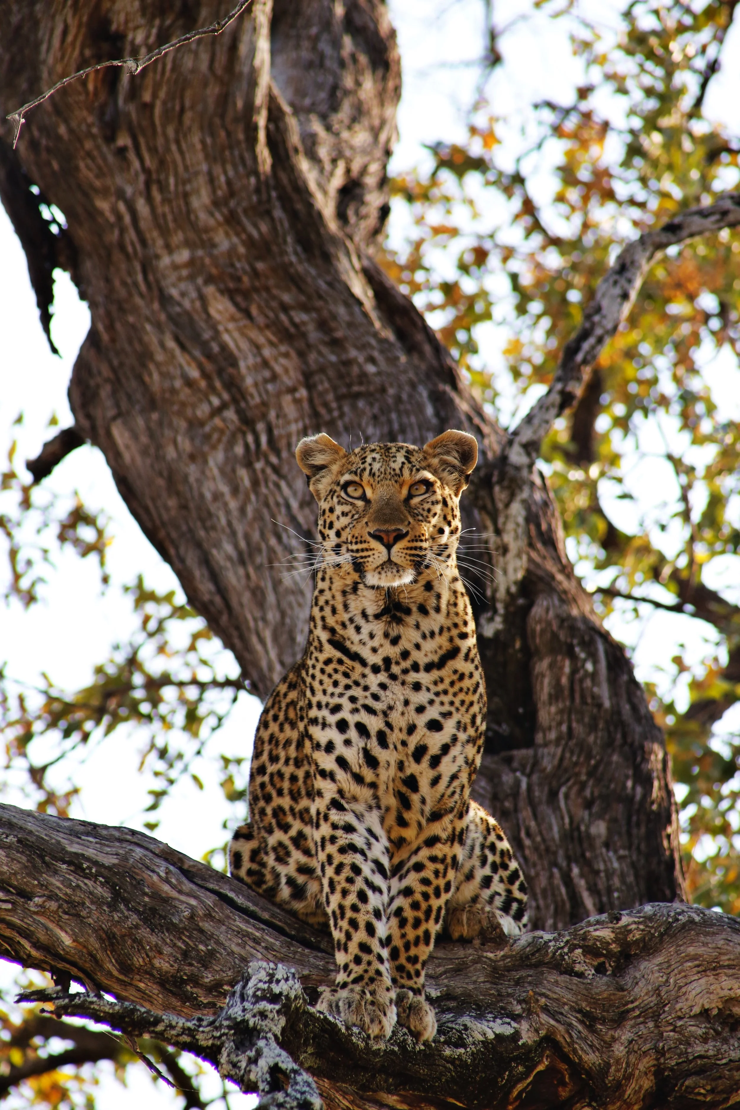 Where To Go On Safari: Okavango Delta, Botswana