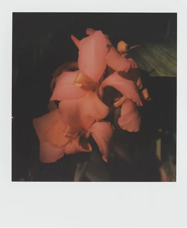 Flowers7.jpg
