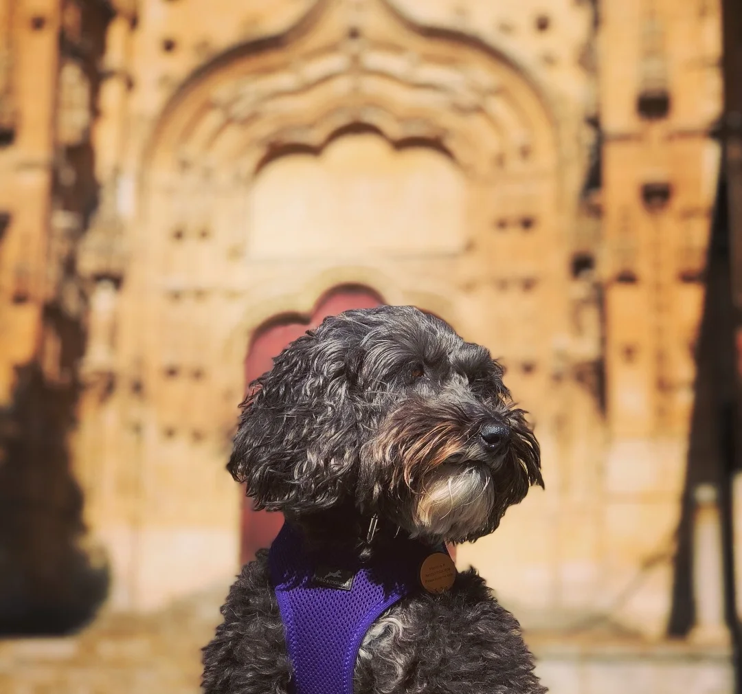 Sunshine in Salamanca