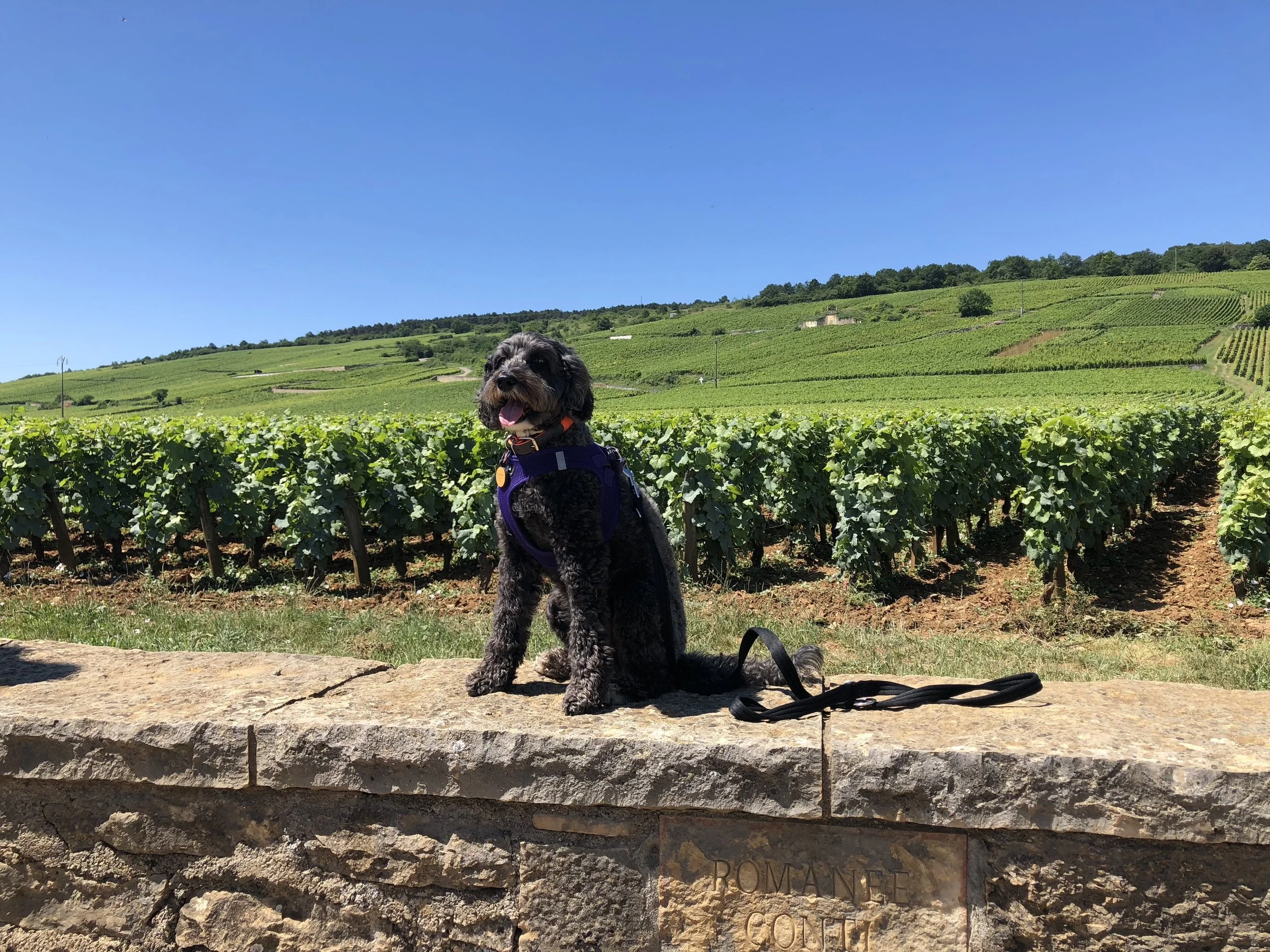 The Beauty of Burgundy