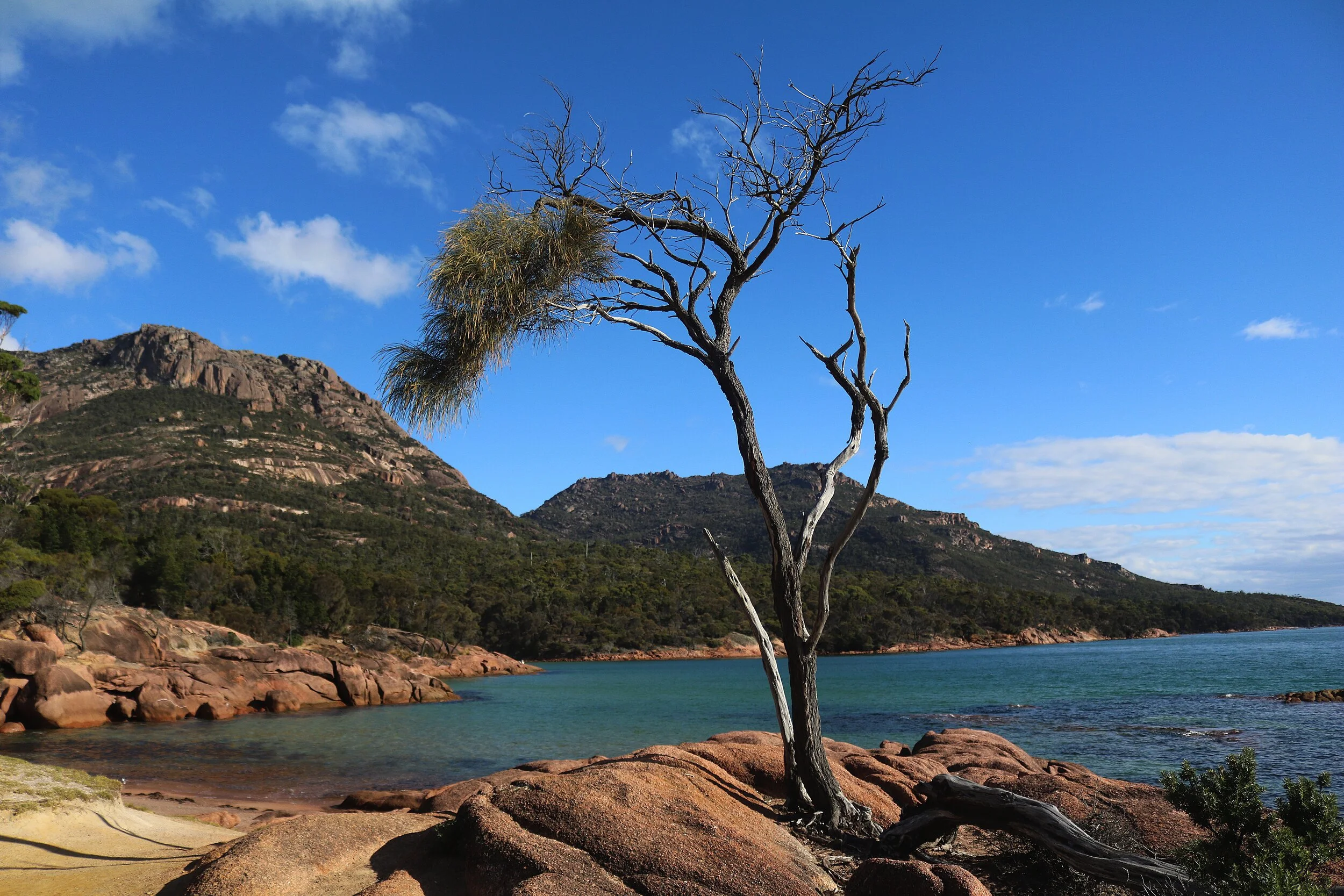 tree-2268516.jpg