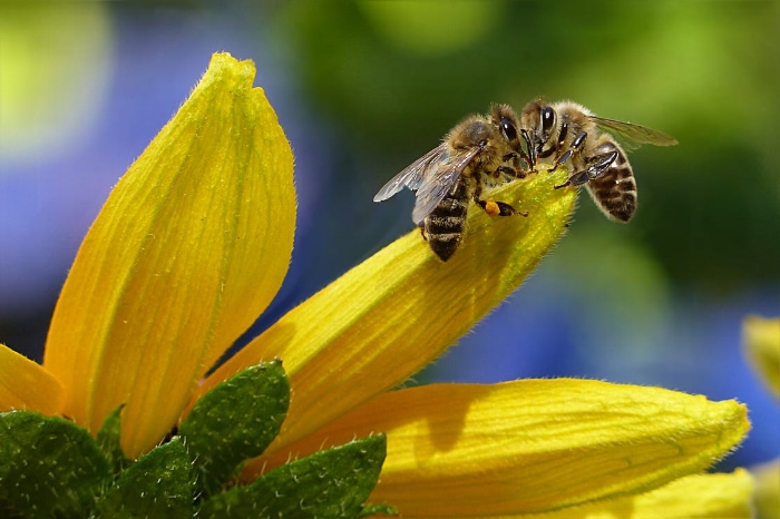 bee-honey-bee-apis-insect-144252.jpeg