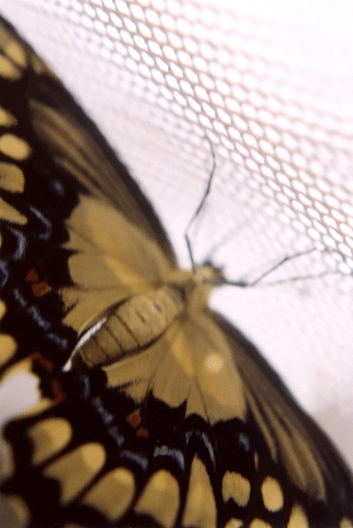 Butterfly (Lepidoptera)