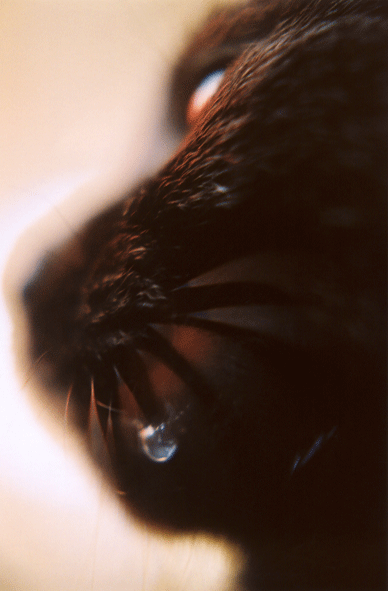 Cat (Felis catus)