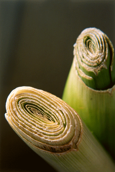 Pharmakon (detail, Garden)