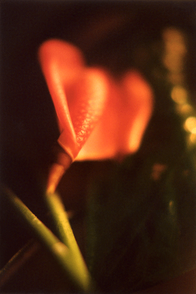 Pharmakon (detail, Garden)