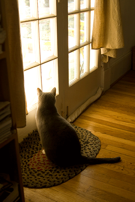 Little Cat/French Doors