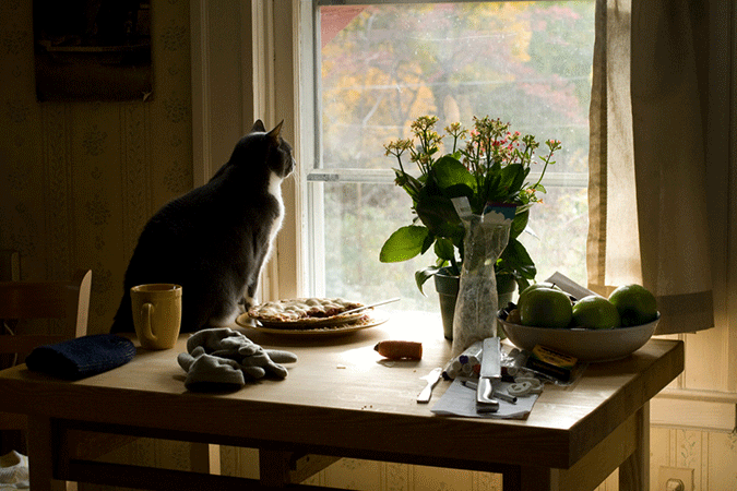 Little Cat/Apple Pie