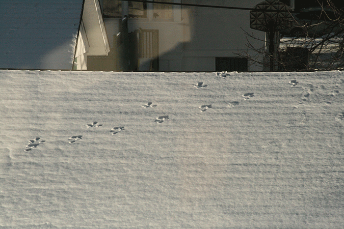 Roof Tracks