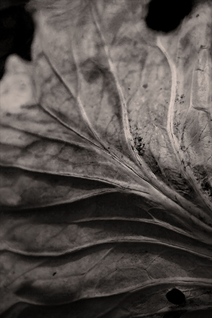 Of Cabbages and Kings (Vorpal)
