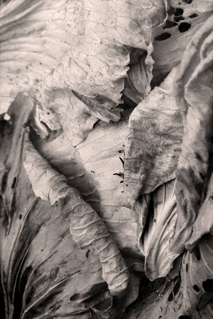Of Cabbages and Kings (Hare)