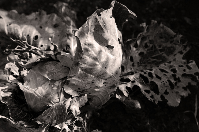 Of Cabbages and Kings (Unravelled II)