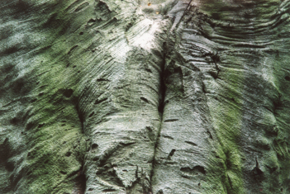 Tree Bark