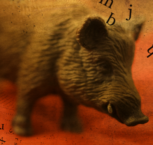 Boar
