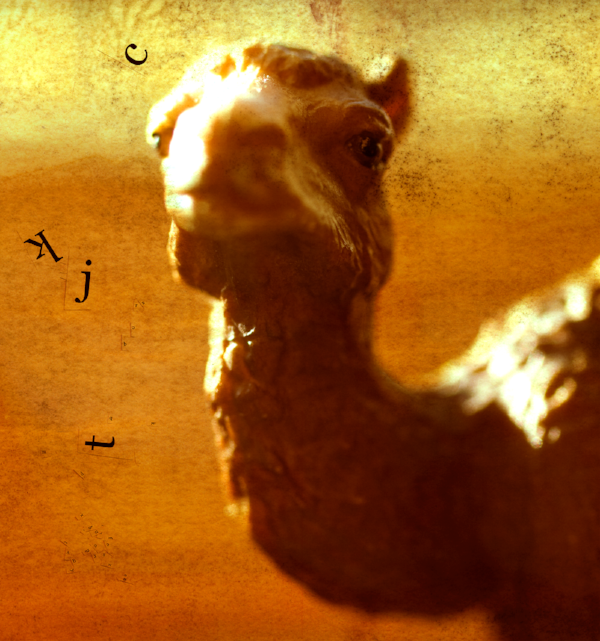 Camel