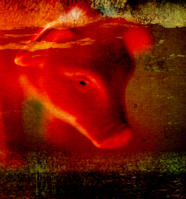 Pig