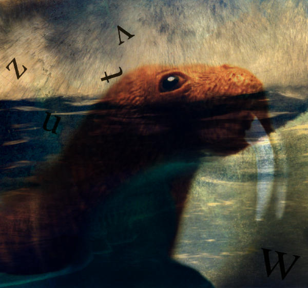Walrus