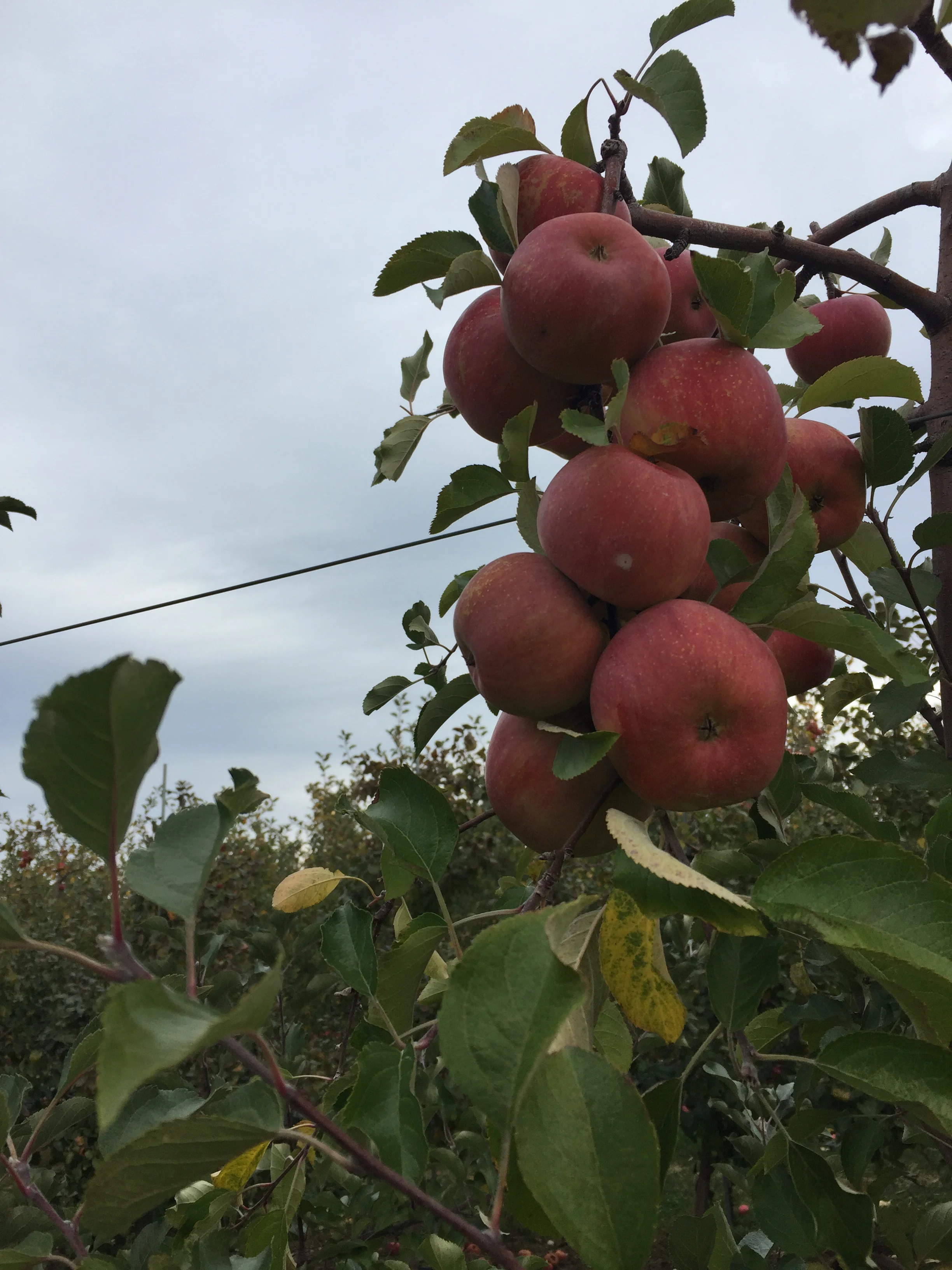 Apple Picking