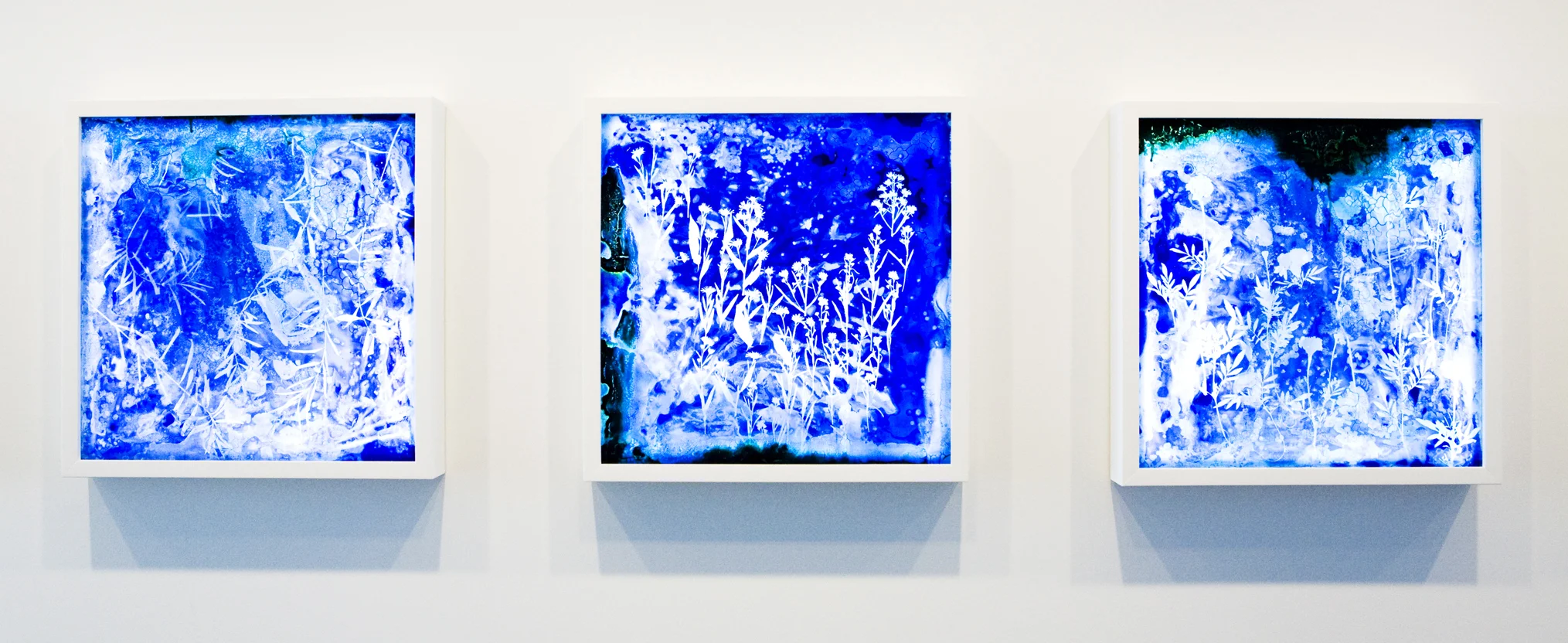 Cyanotype on Glass