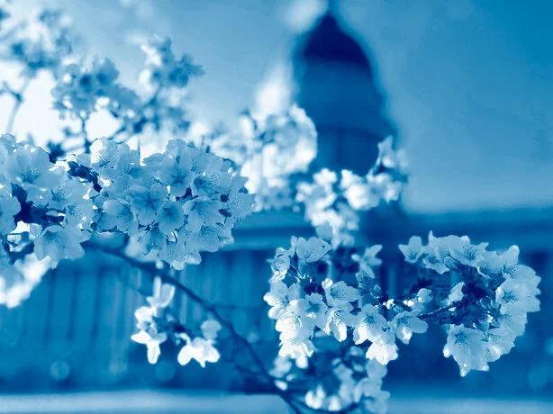 Photo Safari: Utah State Capitol, May 16-17