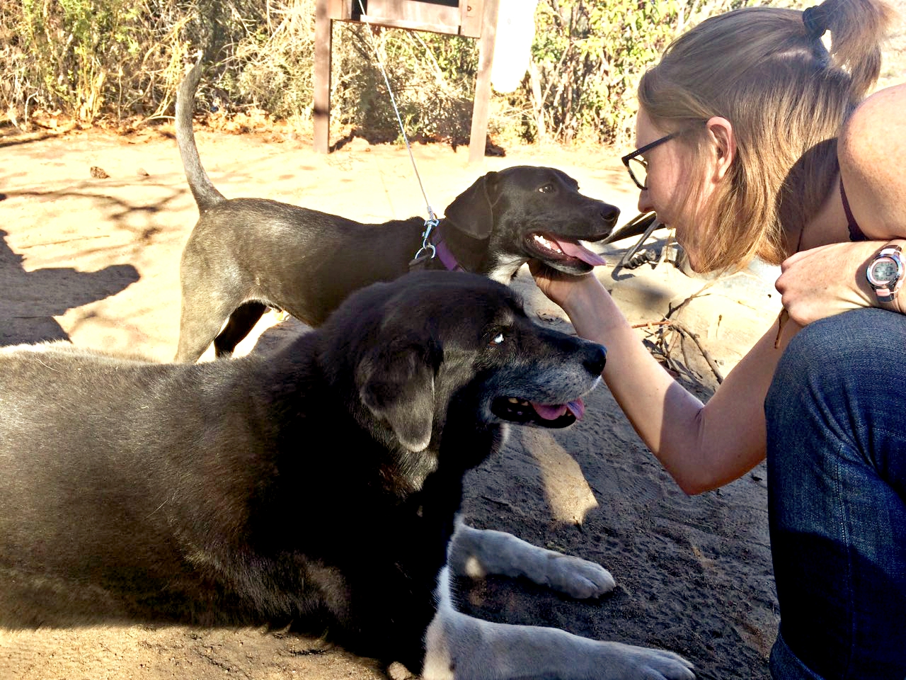 camping with dogs in california, rv camping with dogs, camping with dogs, tent camping with dogs, camping with dogs in san diego, camping with dogs tips