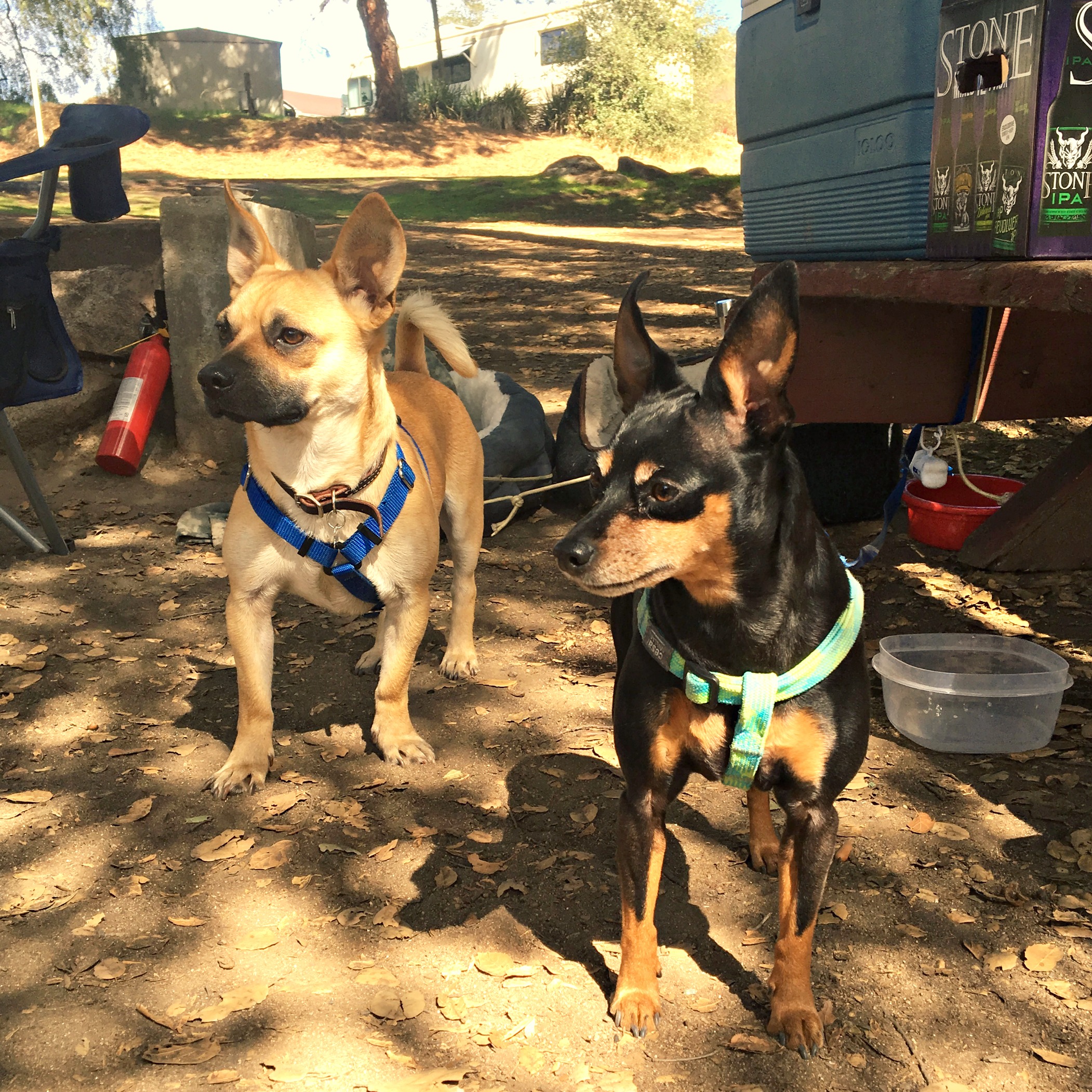 camping with dogs, how to camp with dogs, dog friendly campgrounds