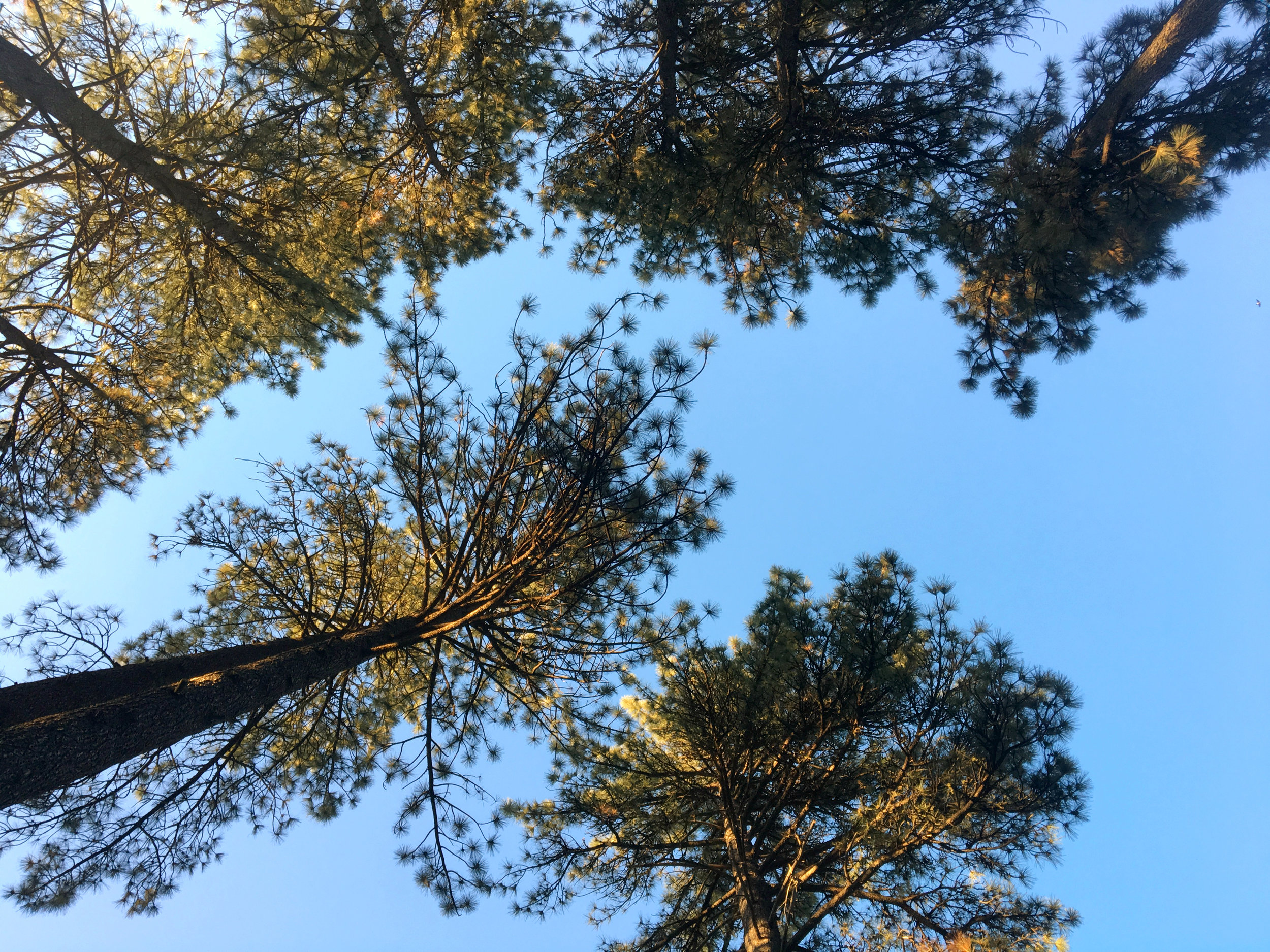 View from the hammock