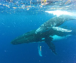 whale-song-dream-image-300x250px.jpg