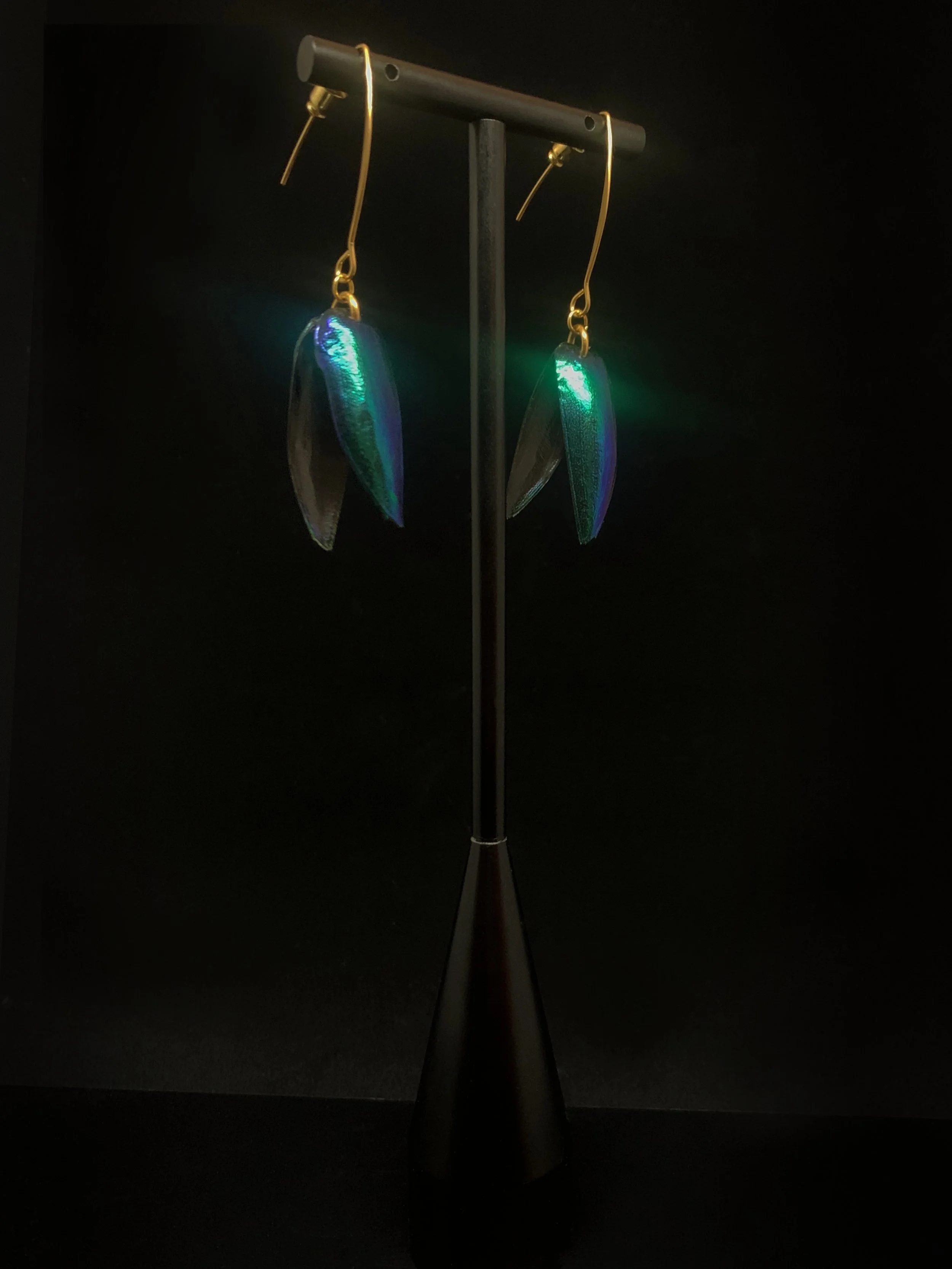 Long Beetlewing 2.jpg