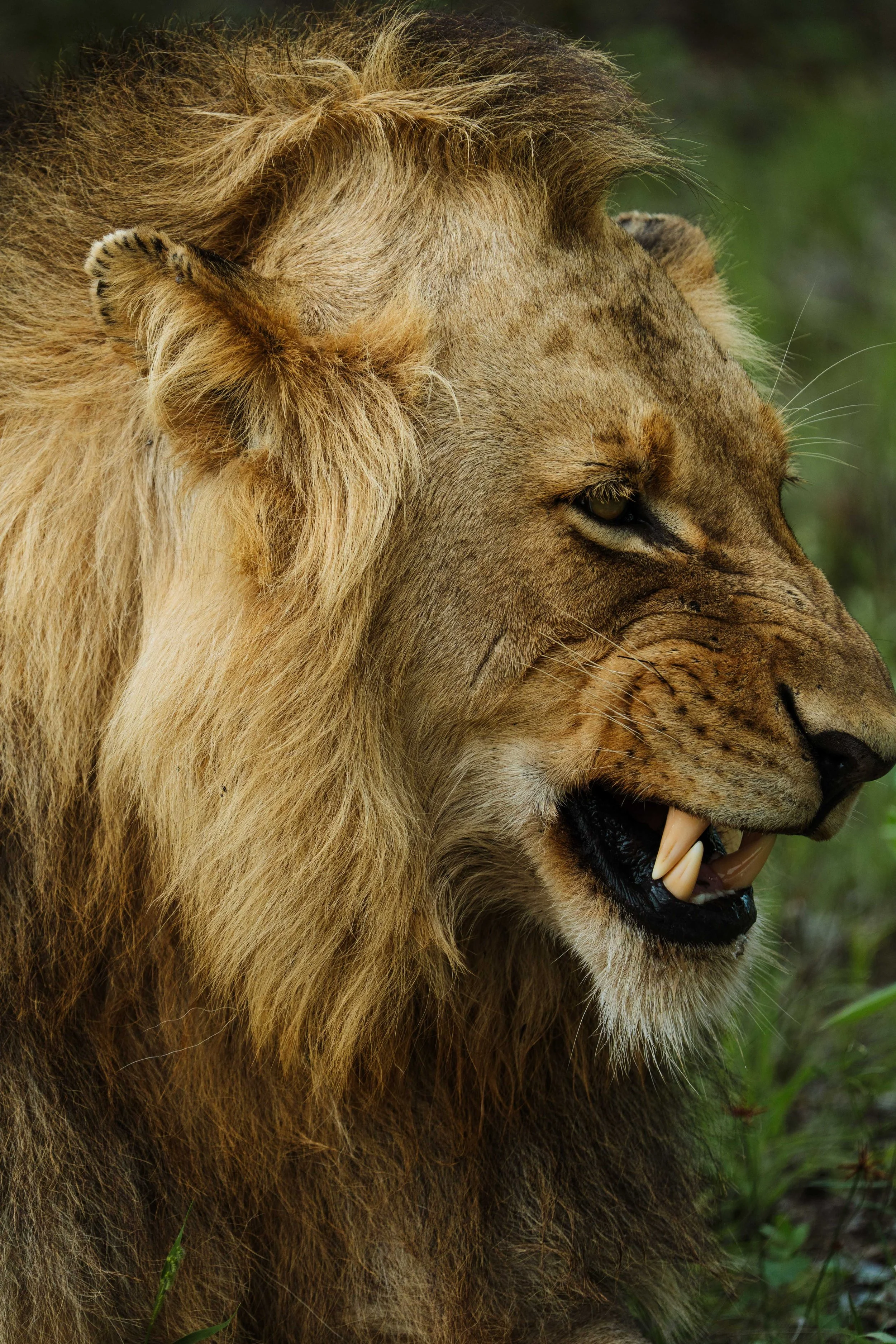 2025_Timbavati_Bataleur_-00071.jpg
