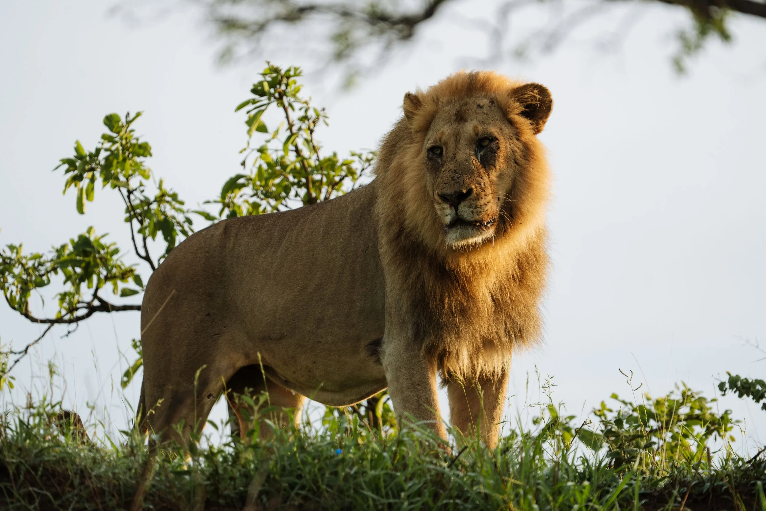 2025_Timbavati_Bataleur_-09162.jpg