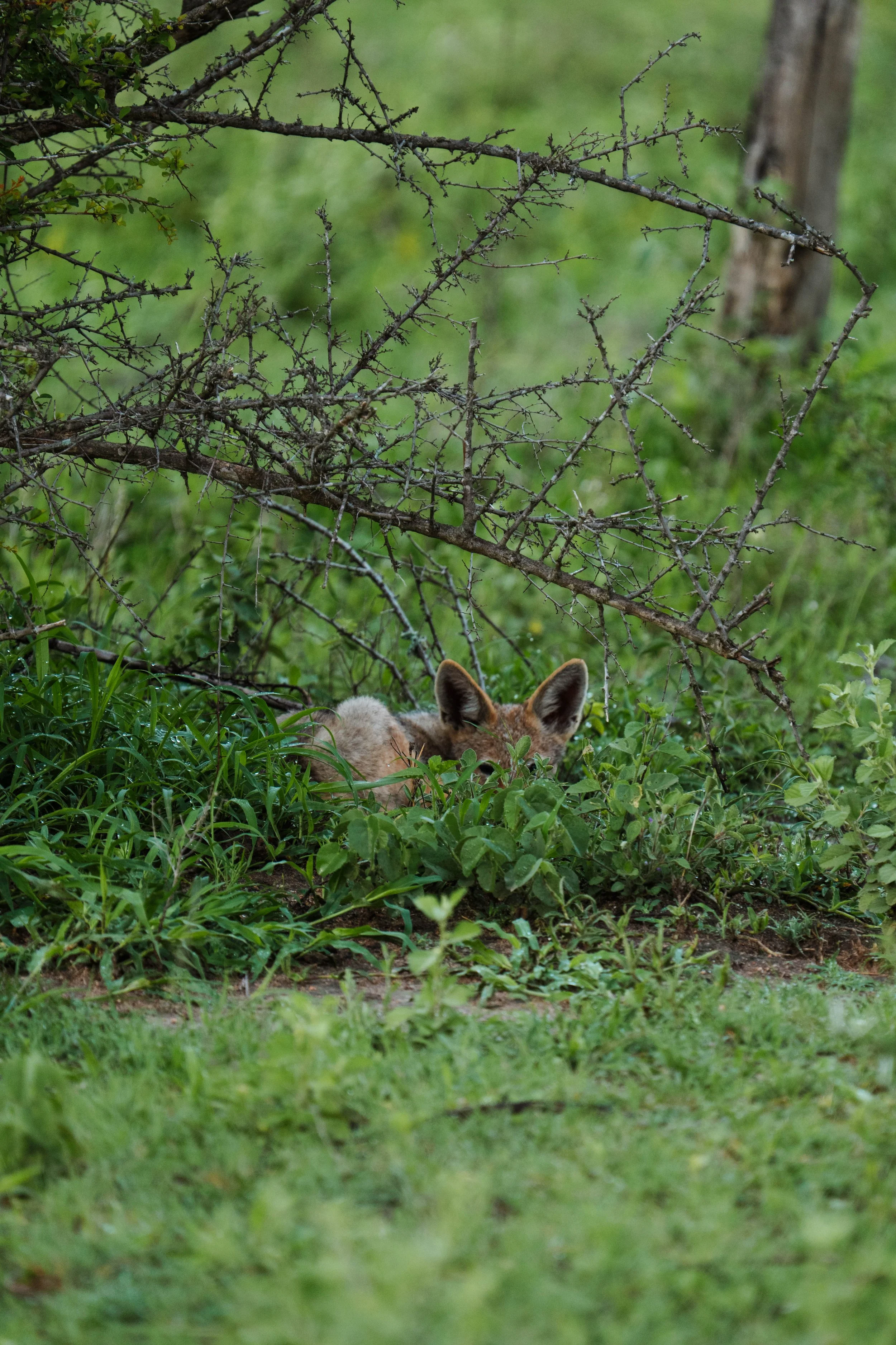 2025_Timbavati_Bataleur_-09917.jpg