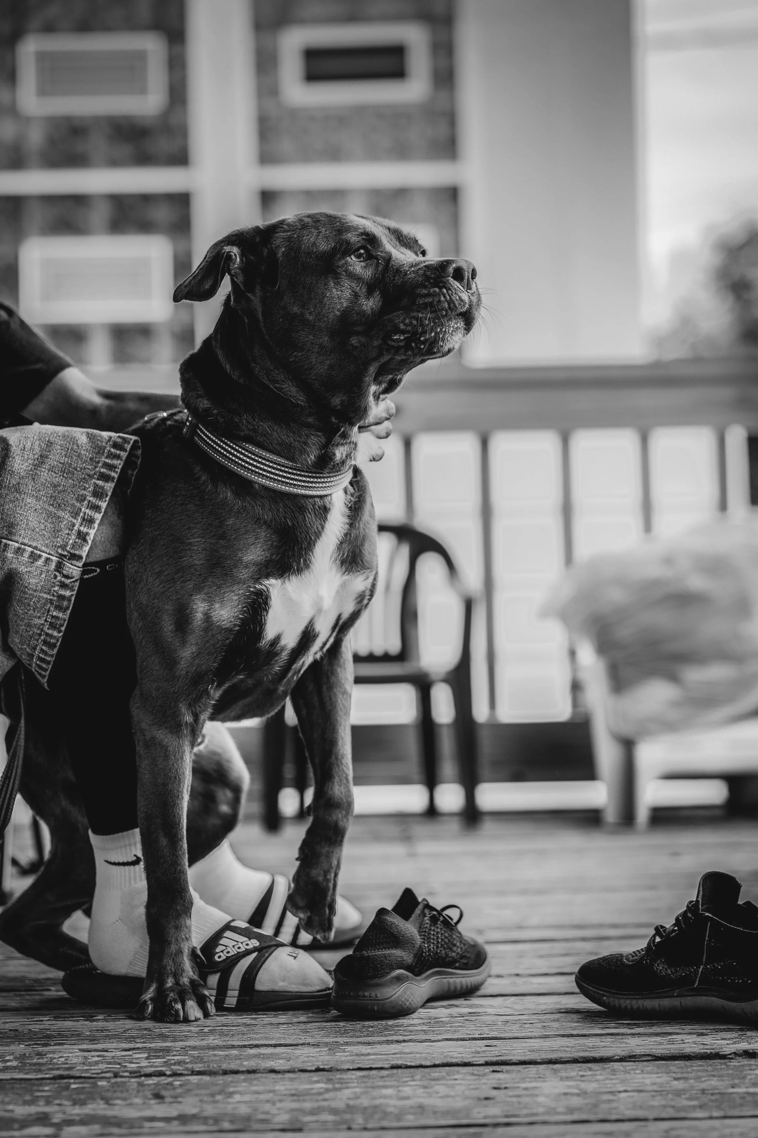 1. Dog_Tales From The Porch_1.jpg