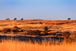 Wichita Wildlife Refuge pic.jpeg