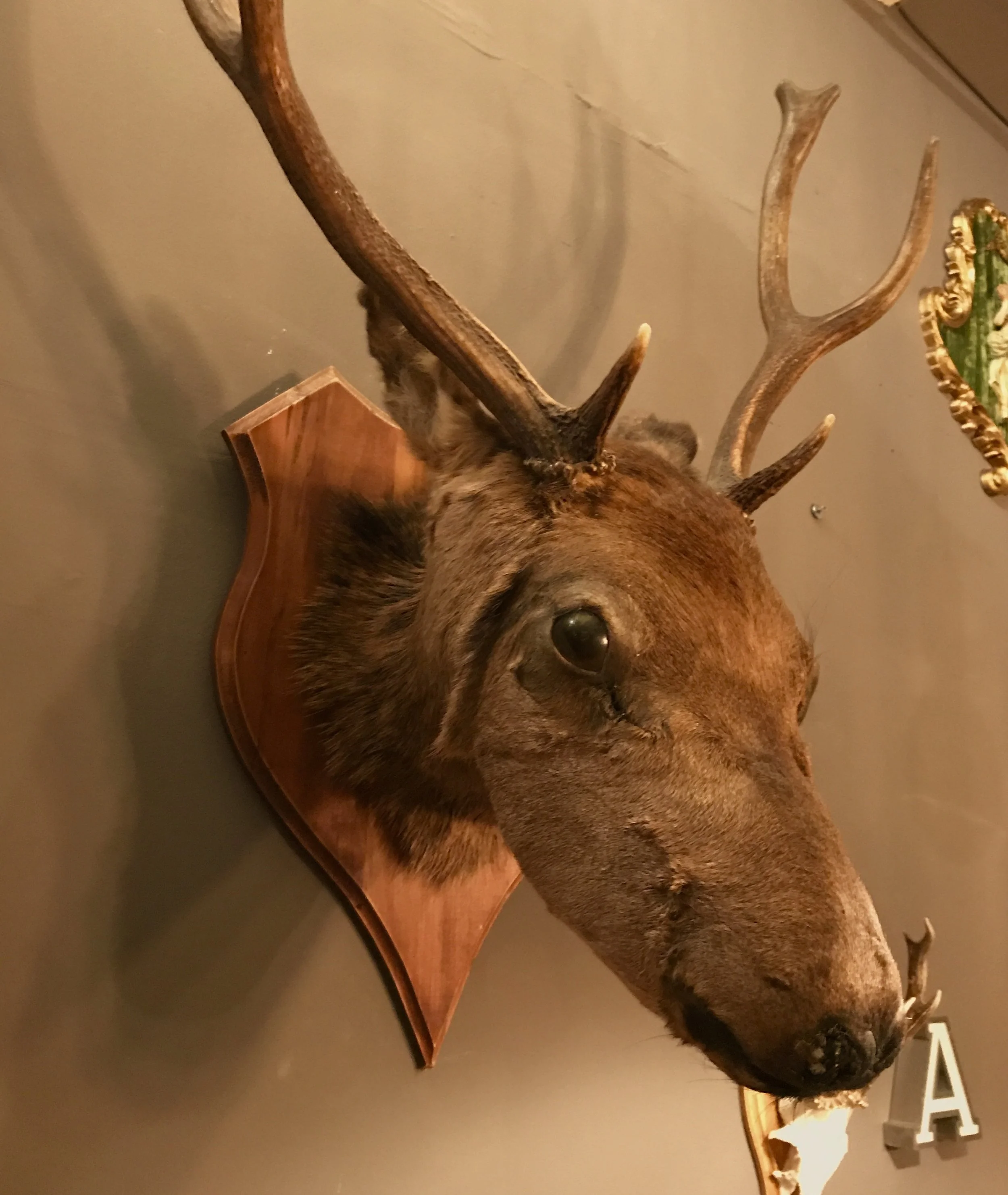 Large Stag's Head on Wooden Plaque