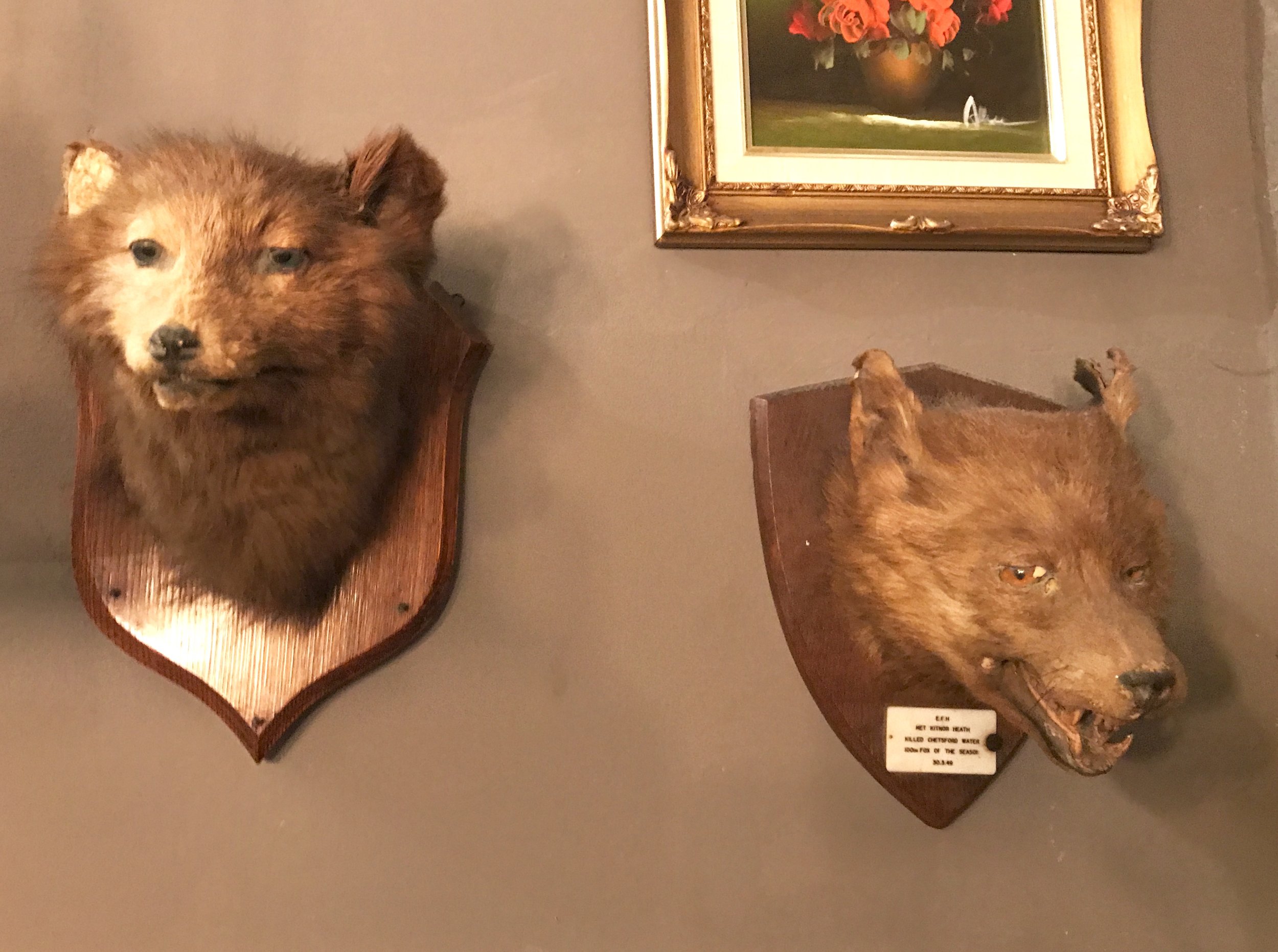 Stuffed and Mounted Foxes Heads (Taxidermy)