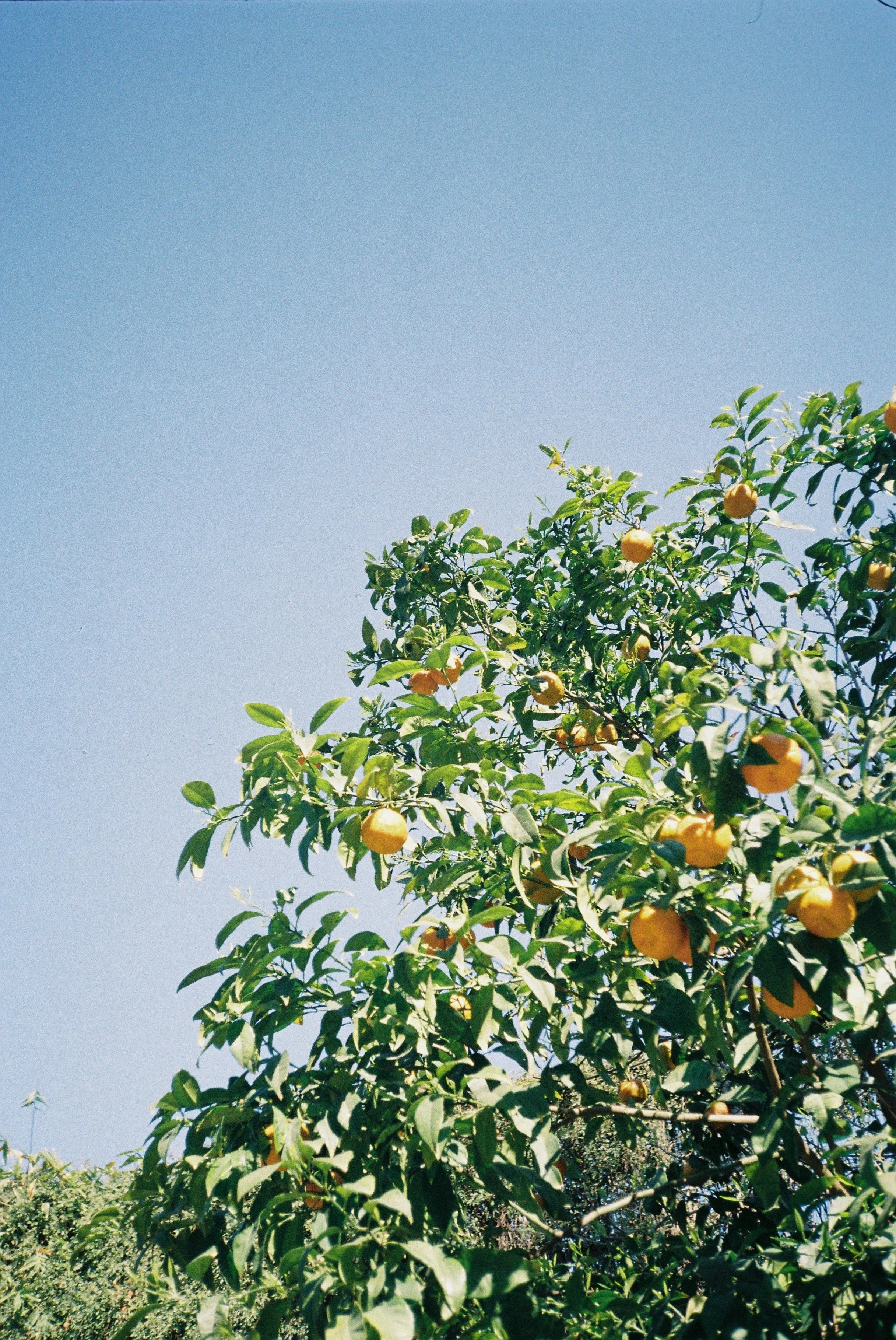 Aoife Leonard Photography Lemons