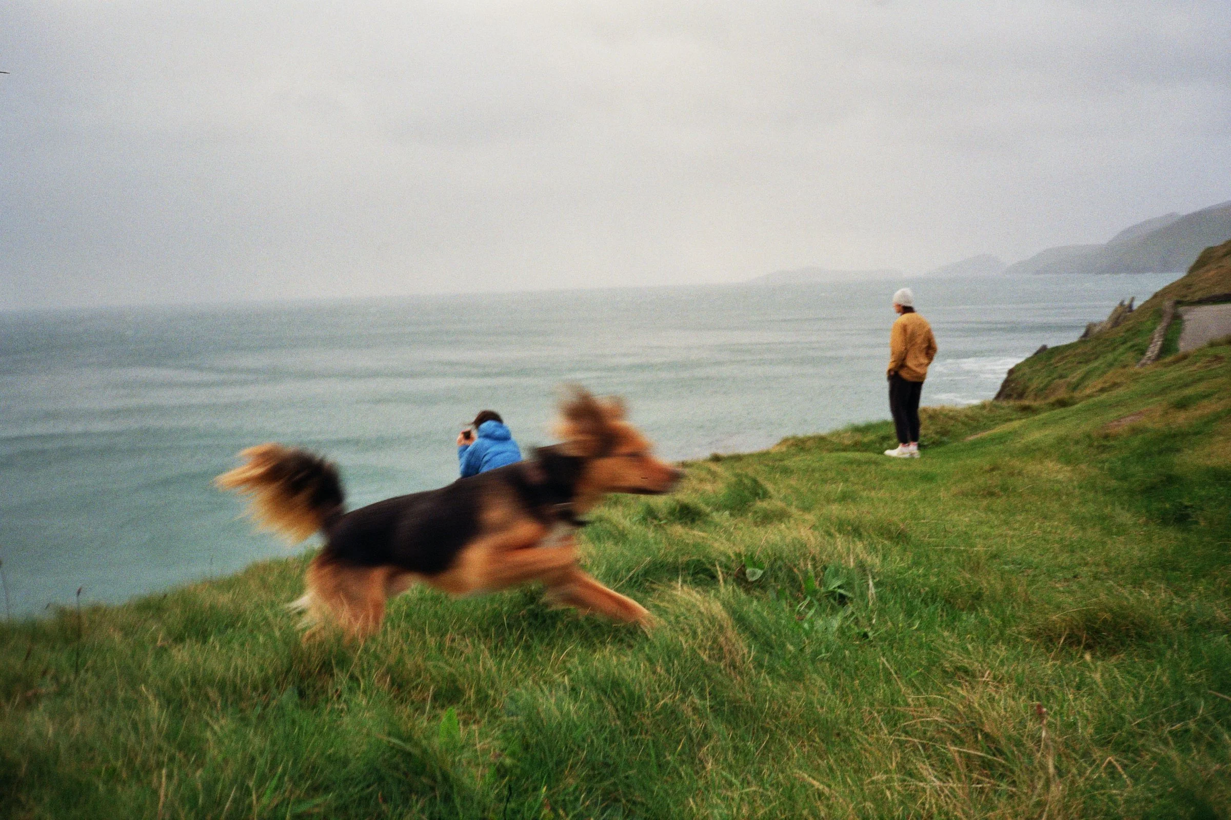 Aoife Leonard Photography Dingle Dog
