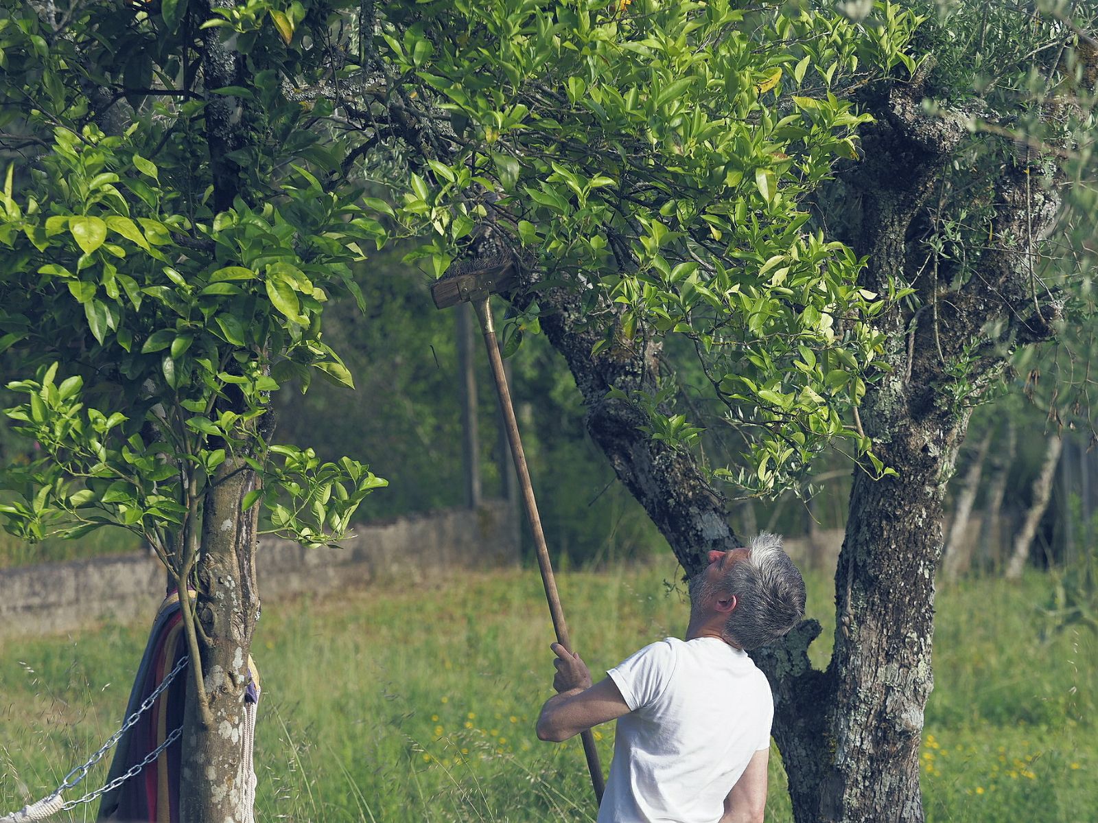 COLLECTING ORANGES.jpeg