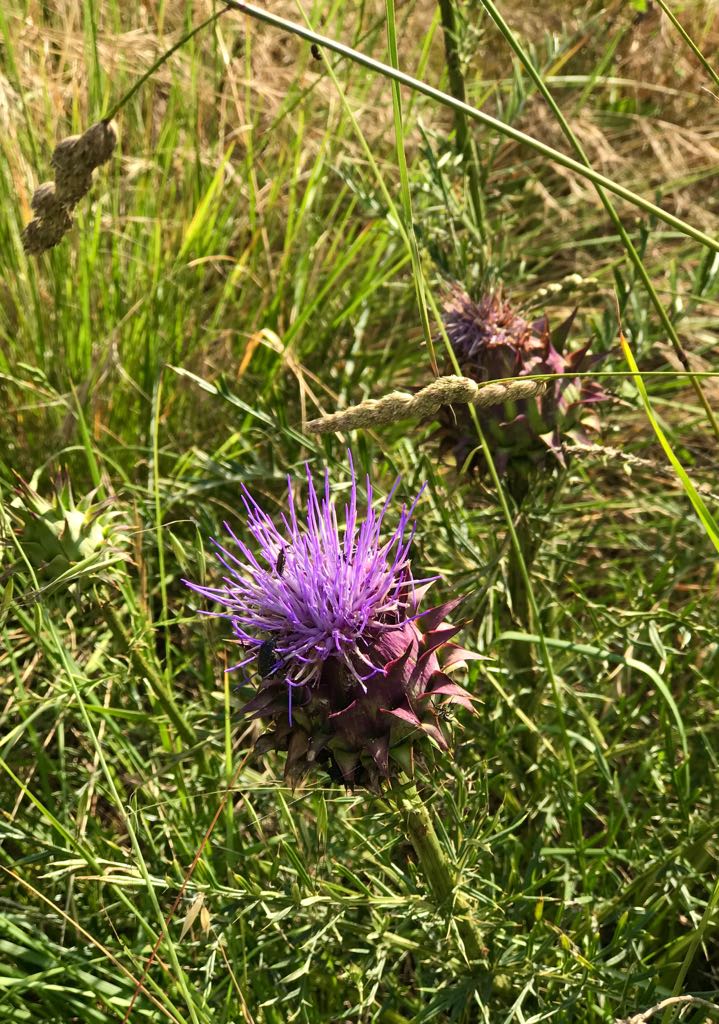 wild flowers.jpeg