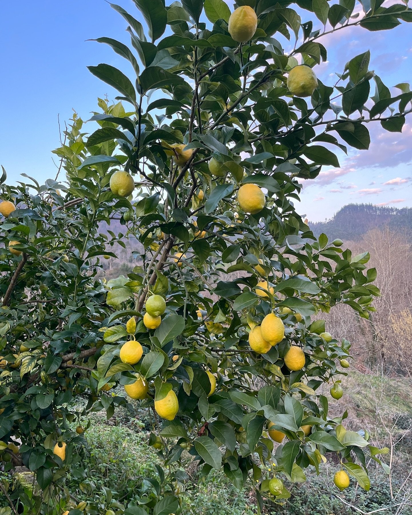 Magic lemon tree ✨ as I am travelling through the Spanish countryside. We know all the benefits of this citrus&hellip;
It contains a high amount of vitamine c, can help with digestive health, support heart health. With its delicious taste lemons are 