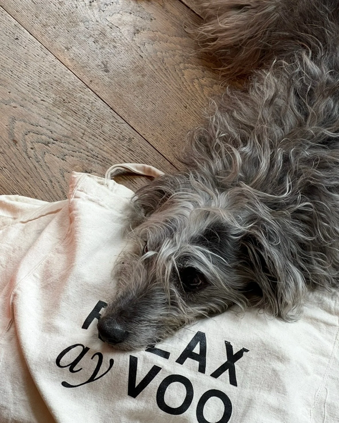 Some of you are already aware of the little being that has stayed close to my side for the past 9 years. Not just a dog. Gigi is more of a visible angel.
Animals teach us so much about presence. About being. Looking at them is like catching a glimpse