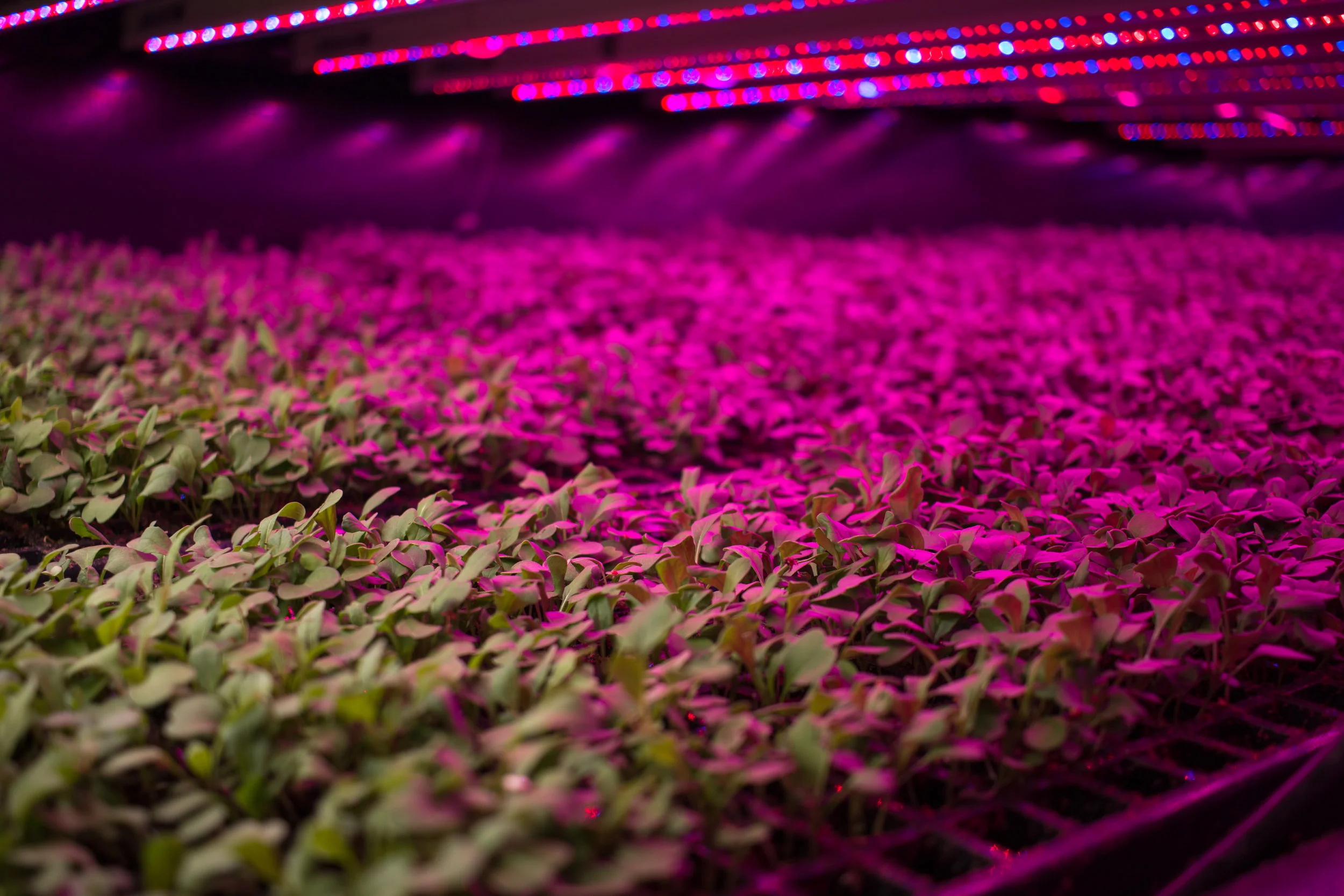 Peas Pink LED Farm.jpg