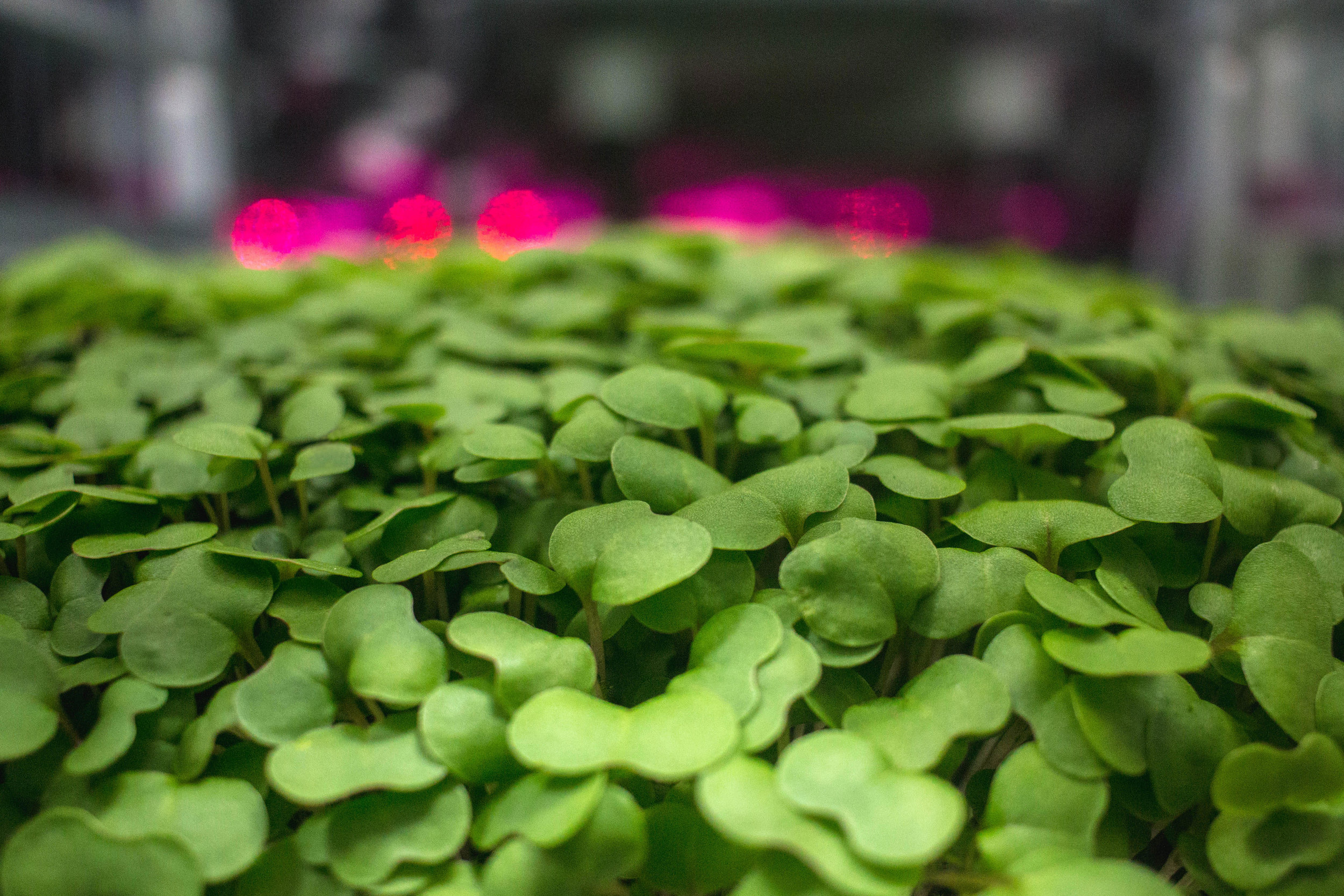 Microgreens up close