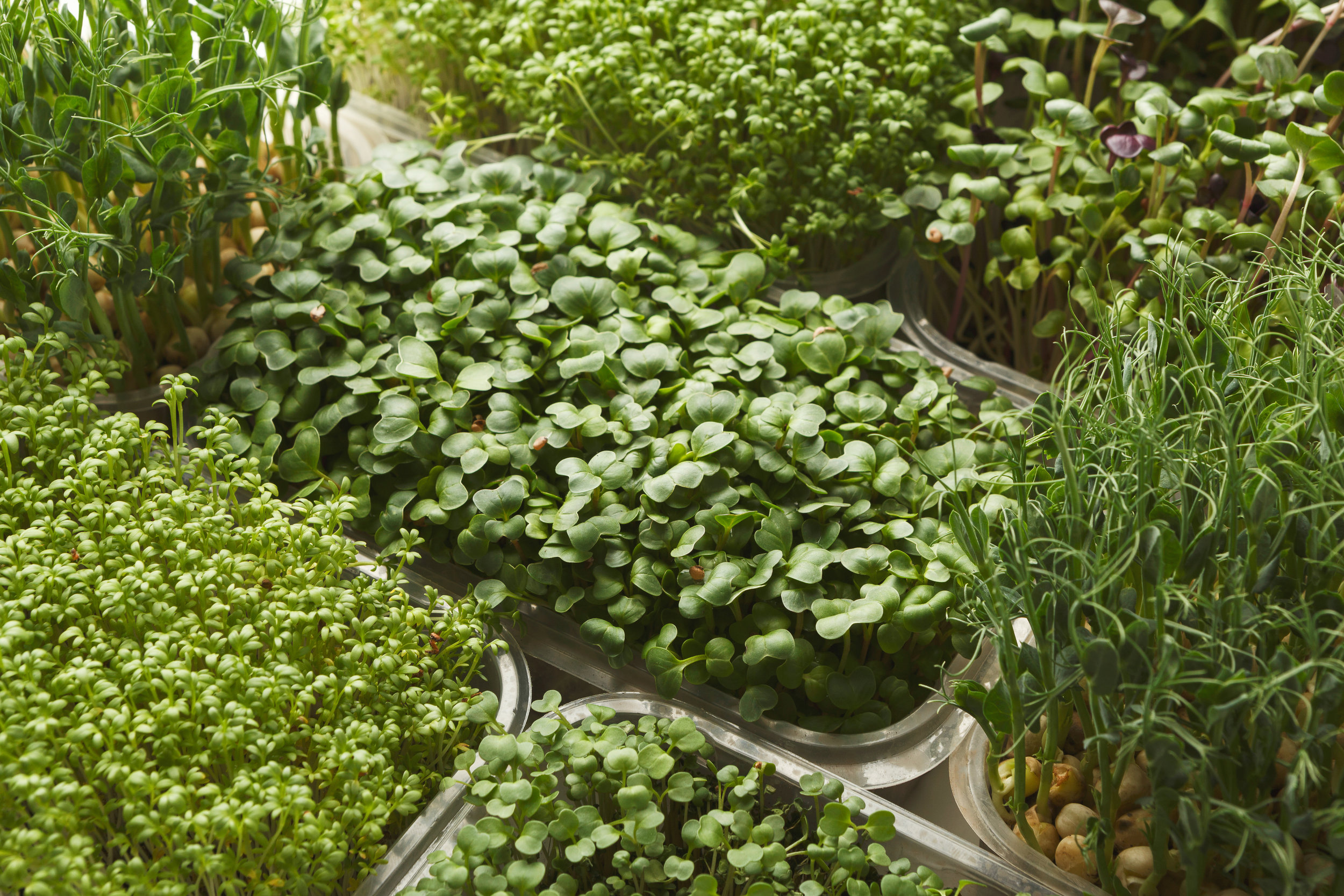 Variety of microgreen living trays