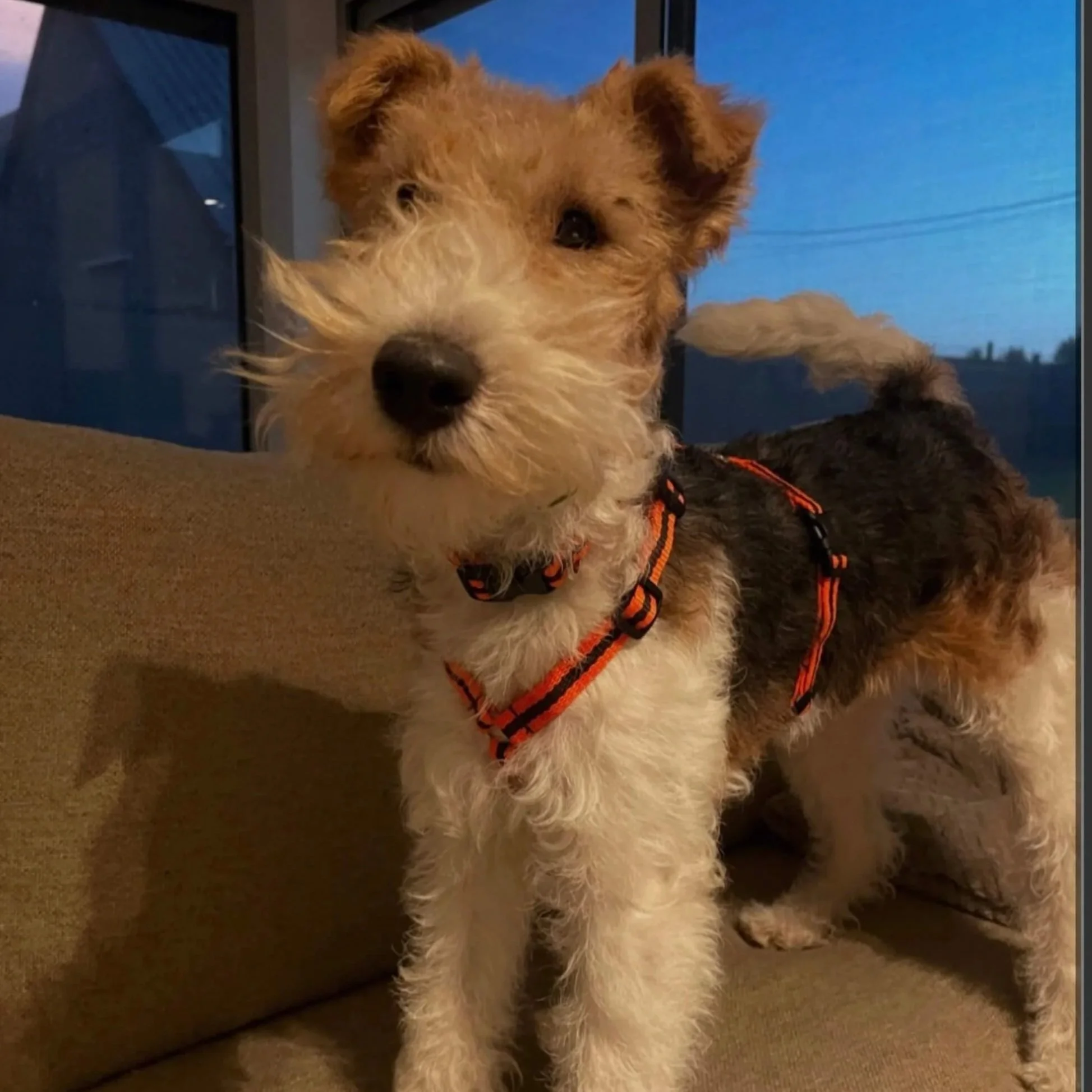 wire haired fox terrier in y-shaped harness Reg&Bob.